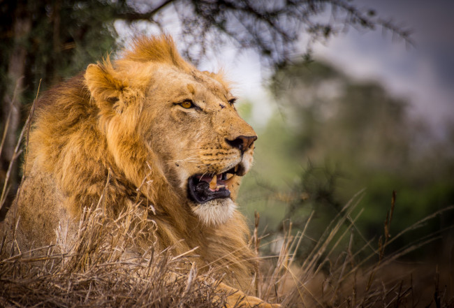 Обои картинки фото животные, львы, лев