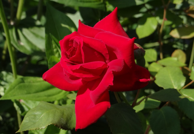 Обои картинки фото цветы, розы, красный