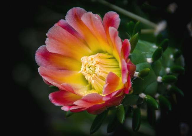 Обои картинки фото цветы, кактусы, макро