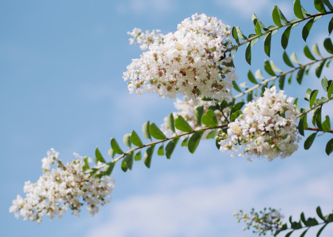 Обои картинки фото цветы, лагерстрёмия, индийская, сирень