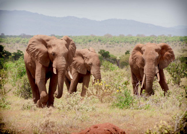 Обои картинки фото животные, слоны, слон, сбор