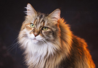 Картинка животные коты взгляд кот киса