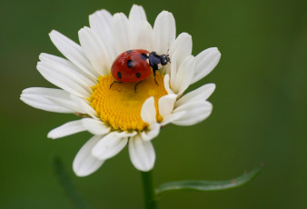 Картинка животные божьи+коровки насекомое утро зелёный фон макро ромашка