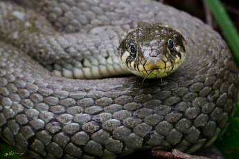 Картинка животные змеи +питоны +кобры капли змея макро