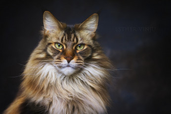 Картинка животные коты взгляд кот киса