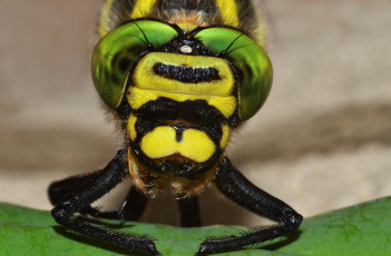 Картинка животные стрекозы стрекоза макро