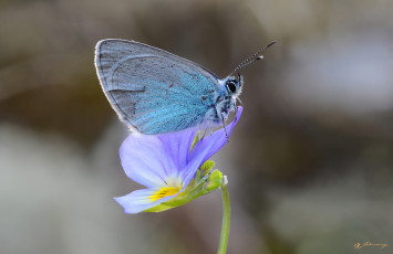 Картинка животные бабочки +мотыльки +моли усики крылья бабочка макро