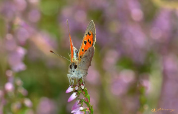 Картинка животные бабочки +мотыльки +моли усики крылья бабочка макро