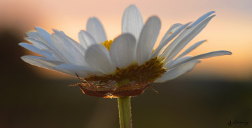Картинка животные насекомые жуки цветок макро клопы
