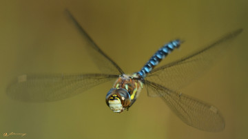 Картинка животные стрекозы крылья стрекоза макро