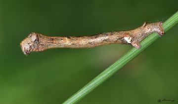 Картинка животные гусеницы гусеница зелёный фон травинка макро