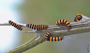 Картинка животные гусеницы насекомые макро фон