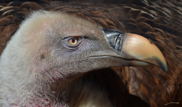 Картинка животные птицы+-+хищники гриф взгляд клюв портрет