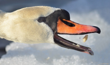 Картинка животные лебеди лебедь клюв