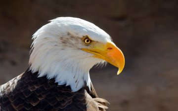 Картинка животные птицы+-+хищники клюв взгляд портрет птица орёл