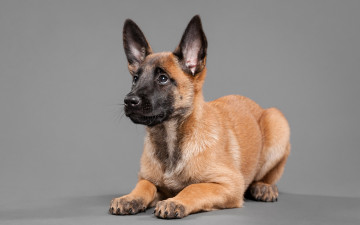 Картинка животные собаки собака взгляд фон