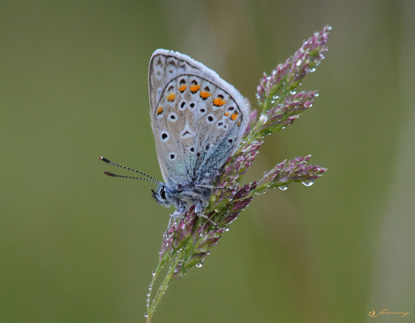 Обои картинки фото животные, бабочки,  мотыльки,  моли, макро, травинка, капли, роса, насекомое, утро, зелёный, фон