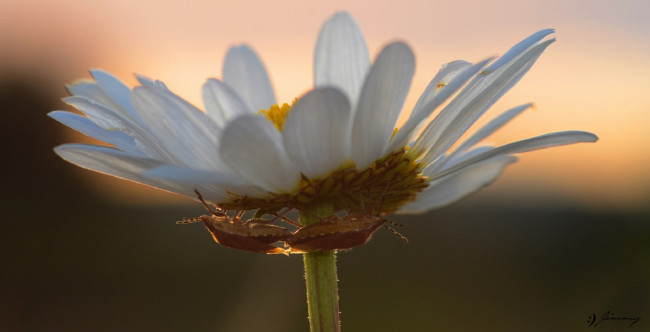 Обои картинки фото животные, насекомые, жуки, цветок, макро, клопы