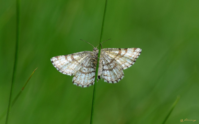 Обои картинки фото животные, бабочки,  мотыльки,  моли, травинка, усики, крылья, моль, макро