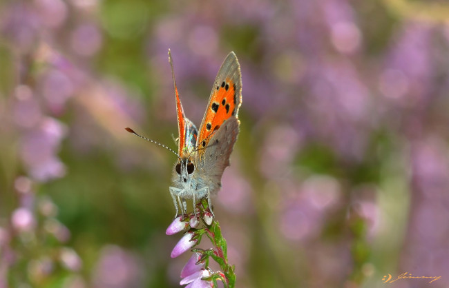 Обои картинки фото животные, бабочки,  мотыльки,  моли, усики, крылья, бабочка, макро