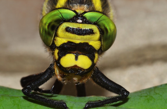 Обои картинки фото животные, стрекозы, стрекоза, макро