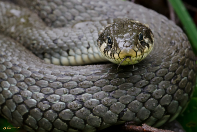 Обои картинки фото животные, змеи,  питоны,  кобры, капли, змея, макро