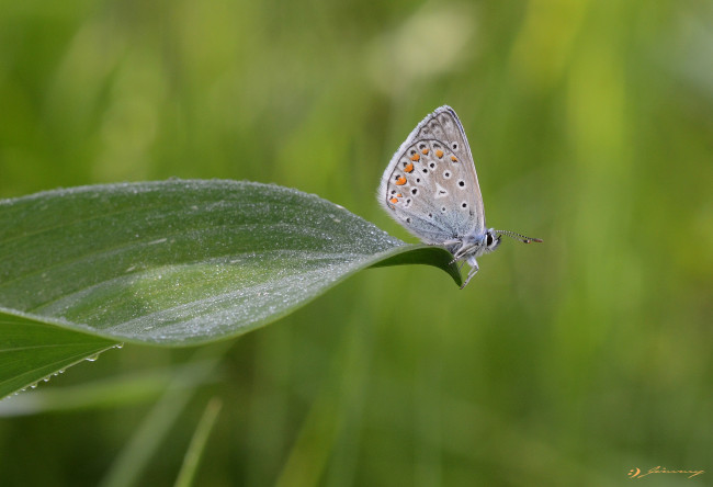 Обои картинки фото животные, бабочки,  мотыльки,  моли, усики, крылья, бабочка, макро
