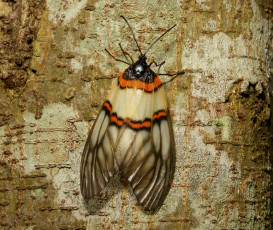 Картинка животные бабочки +мотыльки +моли бабочка