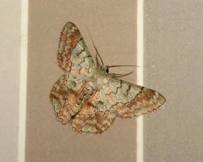 Картинка животные бабочки +мотыльки +моли бабочка