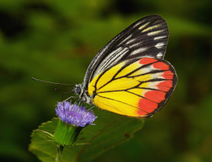 Картинка животные бабочки +мотыльки +моли бабочка