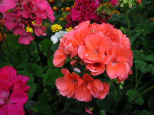 Картинка цветы герань соцветие