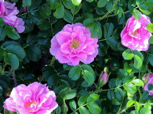 Картинка цветы шиповник розовый