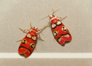 Картинка животные бабочки +мотыльки +моли бабочка