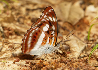 Картинка животные бабочки +мотыльки +моли бабочка