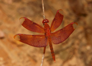 Картинка животные стрекозы стрекоза