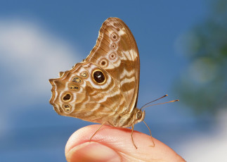 Картинка животные бабочки +мотыльки +моли бабочка