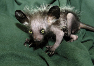 Картинка aye-aye животные -+другое приматы млекопитающее руконожка