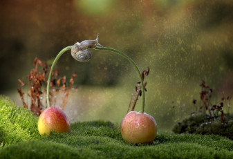 Картинка животные улитки улитка