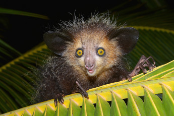 Картинка aye-aye животные -+другое приматы руконожка млекопитающее