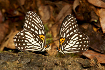 Картинка животные бабочки +мотыльки +моли
