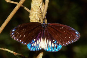 Картинка животные бабочки +мотыльки +моли бабочка