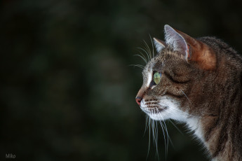 Картинка животные коты киса