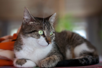 Картинка животные коты киса