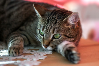 Картинка животные коты киса