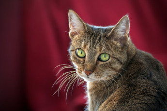 Картинка животные коты киса