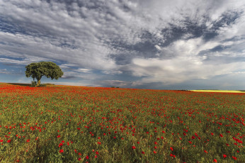 Картинка цветы маки небо дерево поле