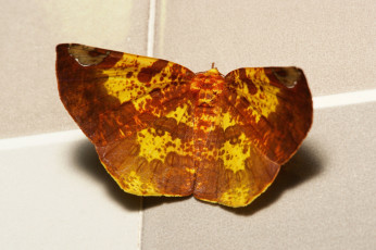 Картинка животные бабочки +мотыльки +моли бабочка