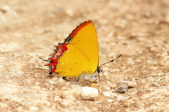 Картинка животные бабочки +мотыльки +моли бабочка