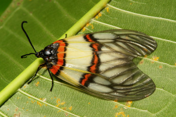 Картинка животные бабочки +мотыльки +моли бабочка