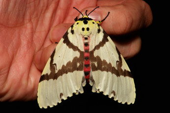 Картинка животные бабочки +мотыльки +моли бабочка